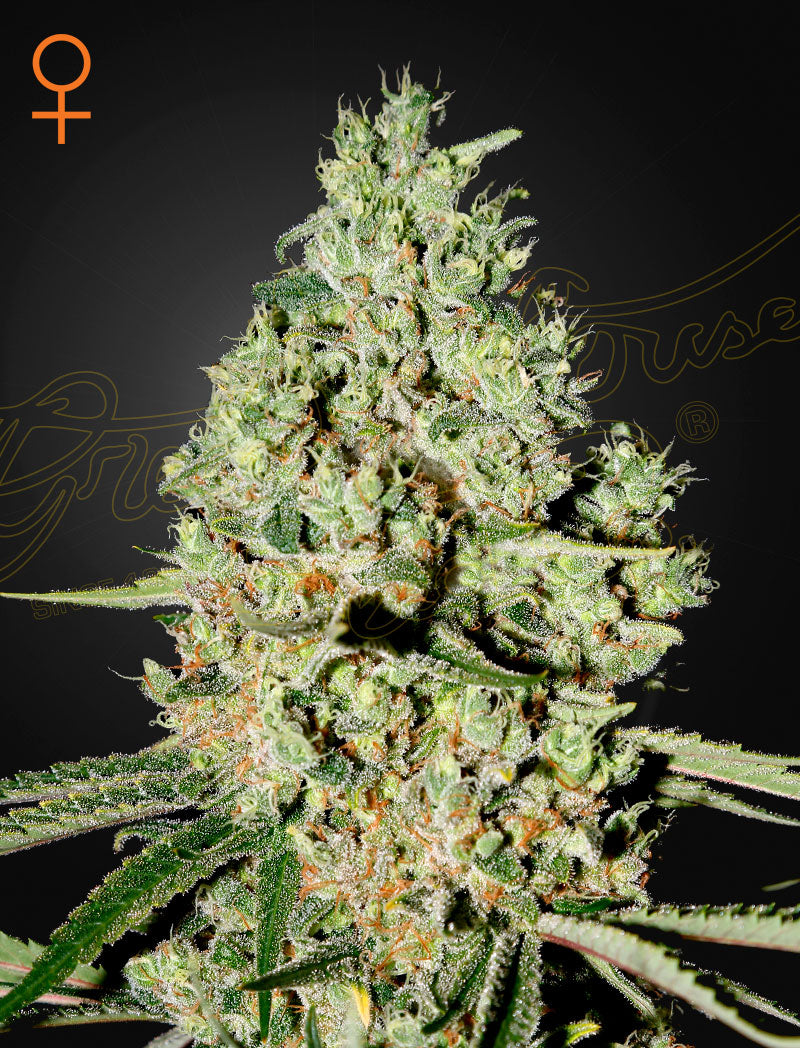 Super Critical (Feminisiert) - Cannabis-Samen von Greenhouse Seeds