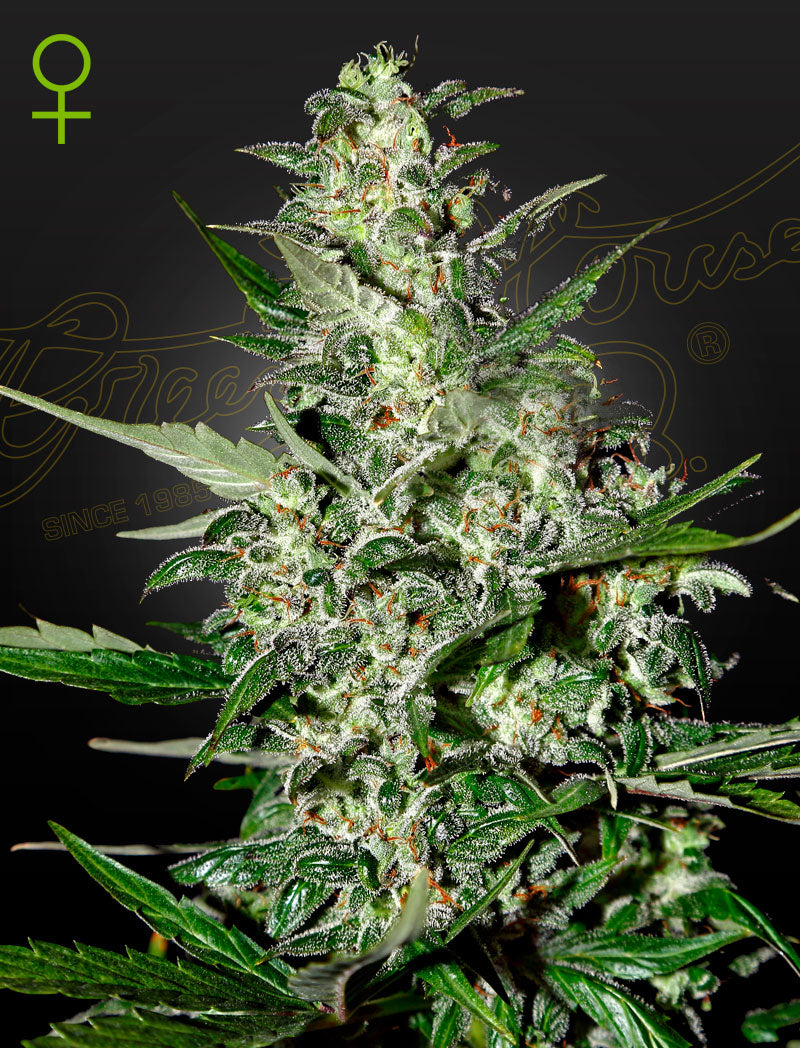 Super Critical Auto (Feminisiert) - Cannabis-Samen von Greenhouse Seeds