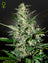 Super Critical Auto (Feminisiert)