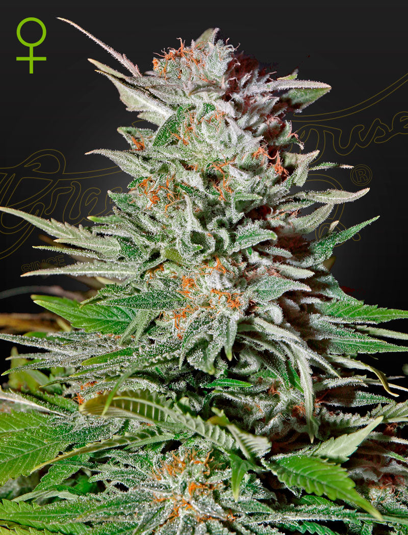 Super Lemon Haze Auto (Feminisiert) - Cannabis-Samen von Greenhouse Seeds