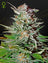 Super Lemon Haze Auto (Feminisiert)