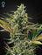 Super Lemon Haze Auto CBD (Feminisiert)