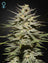 Super Lemon Haze CBD (Feminisiert)