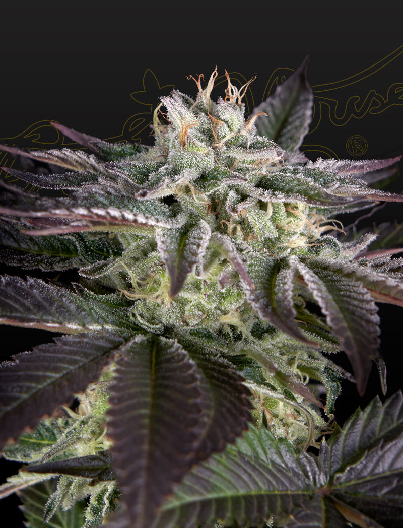Sweet Valley Kush x Amnesia x Dosidos - Cannabis-Samen von Greenhouse Seeds