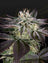 Sweet Valley Kush x Amnesia x Dosidos