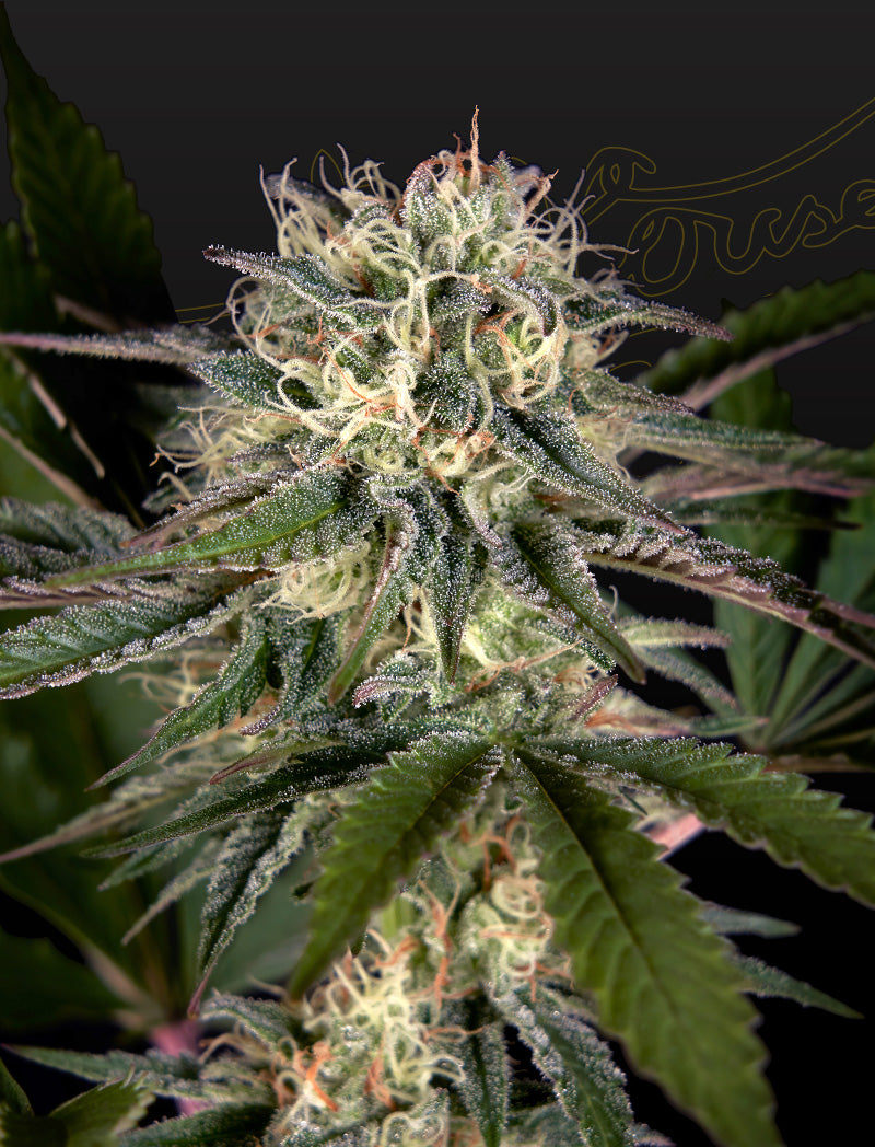 Exodus Cheese x Swaziland (pure landrace) - Greenhouse Seeds Samen