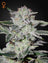 Sweet Valley Kush (Feminisiert)