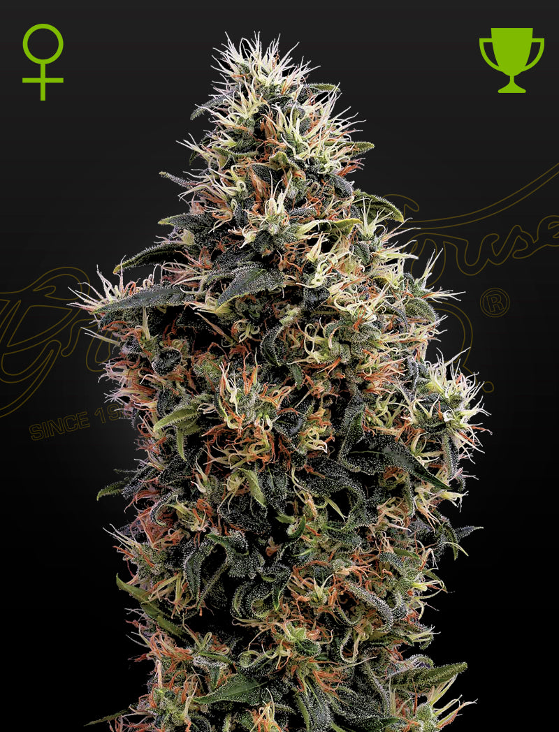 Sweet Mango Auto (Feminisiert) - Cannabis-Samen von Greenhouse Seeds