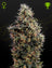 Sweet Mango Auto (Feminisiert)