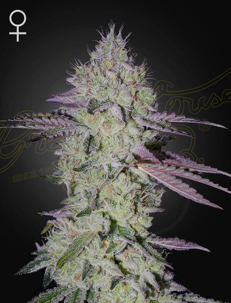 Tarte Tatin - Cannabis-Samen von Greenhouse Seeds