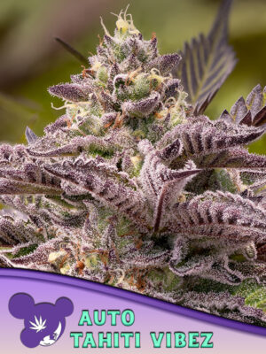 Tahiti Vibez Auto Cannabis Samen | Leaf and Soul