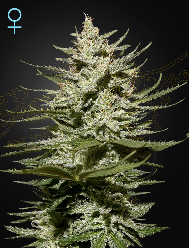 The Church CBD (Feminisiert) - Cannabis-Samen von Greenhouse Seeds