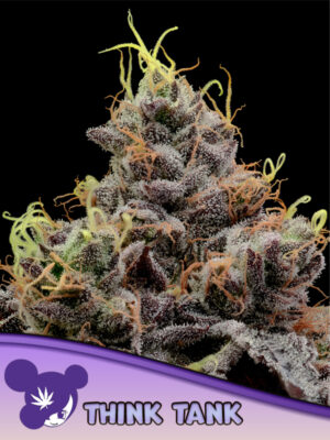 Think Tank - Cannabis-Samen von Anesia Seeds