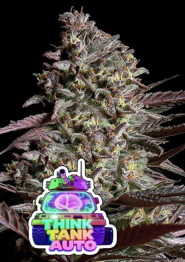 Think Tank Auto Cannabis Samen | Leaf and Soul