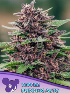Toffee Pudding Auto Cannabis Samen | Leaf and Soul