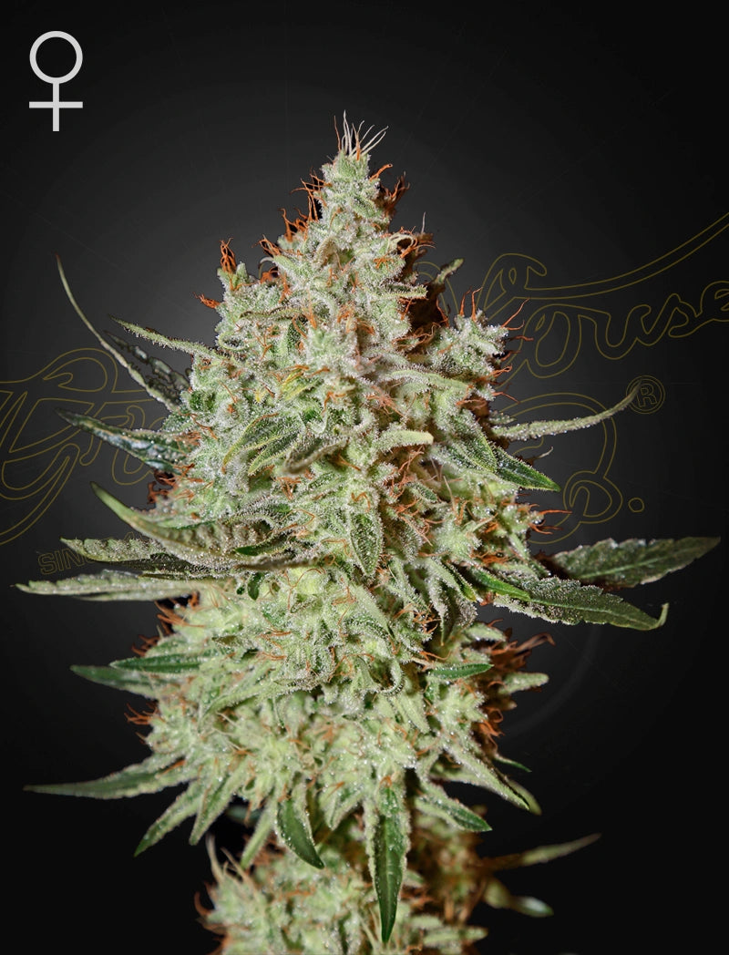Train Wreck (Feminisiert) - Cannabis-Samen von Greenhouse Seeds