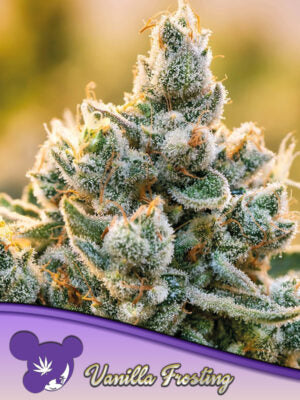 Vanilla Frosting - Cannabis-Samen von Anesia Seeds