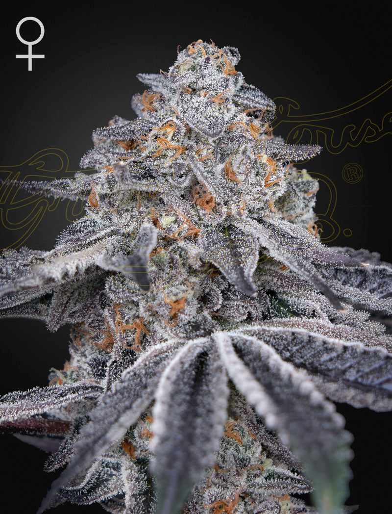 Velvet Moon - Cannabis-Samen von Greenhouse Seeds