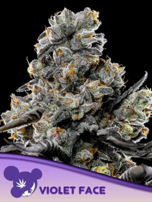 Violet Face Auto