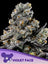 Violet Face Auto