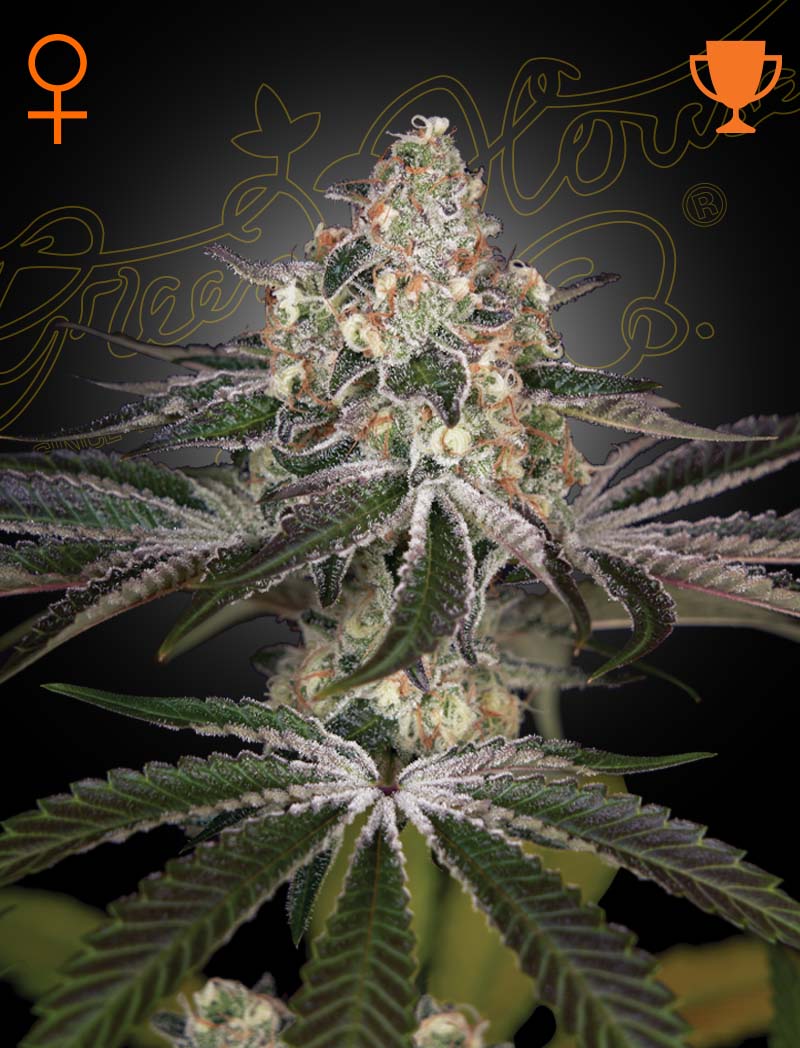 White Widow (Feminisiert) - Cannabis-Samen von Greenhouse Seeds