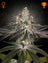 White Widow (Feminisiert)