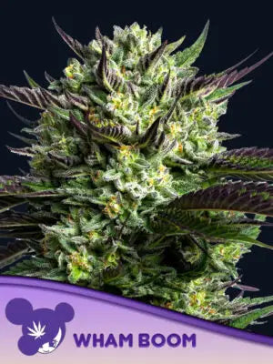 WHAM BOOM - Cannabis-Samen von Anesia Seeds