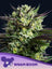 WHAM BOOM Auto