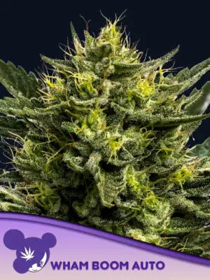 WHAM BOOM Auto Cannabis Samen | Leaf and Soul