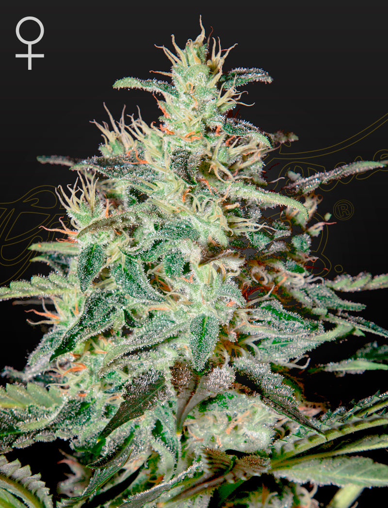 White Lemon - Cannabis-Samen von Greenhouse Seeds