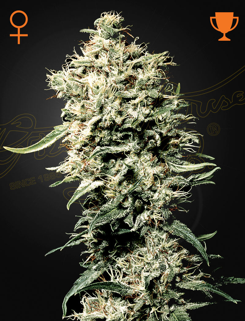 White Rhino (Feminisiert) - Cannabis-Samen von Greenhouse Seeds