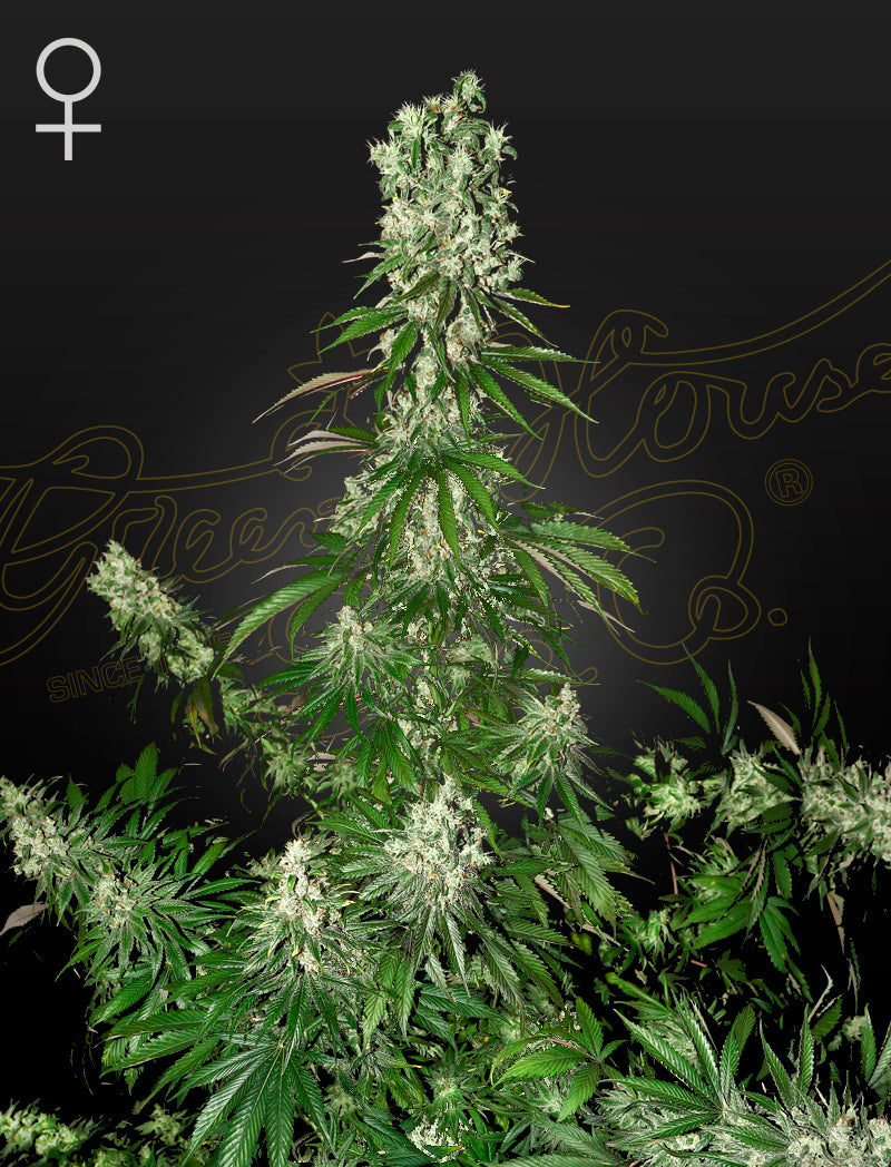 White Strawberry Skunk - Cannabis-Samen von Greenhouse Seeds
