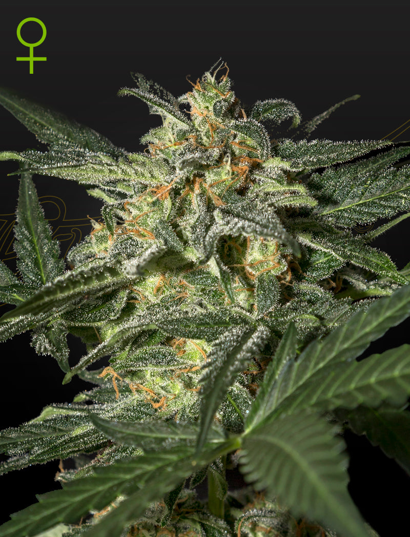 White Widow Auto (Feminisiert) - Cannabis-Samen von Greenhouse Seeds