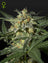 White Widow Auto (Feminisiert)