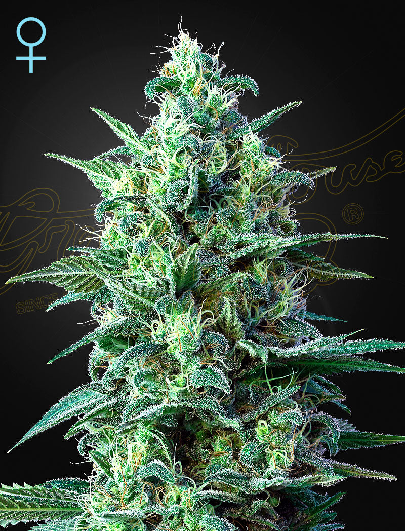 White Widow Auto CBD (Feminisiert) - Cannabis-Samen von Greenhouse Seeds