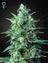 White Widow Auto CBD (Feminisiert)