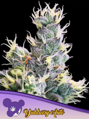 Auto Yuhbary Cannabis Samen | Leaf and Soul