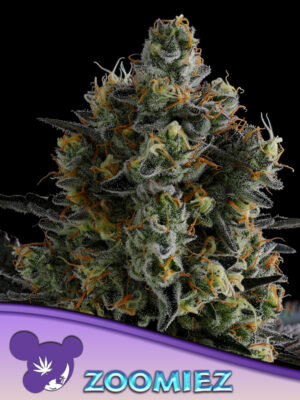 Zoomiez® - Cannabis-Samen von Anesia Seeds