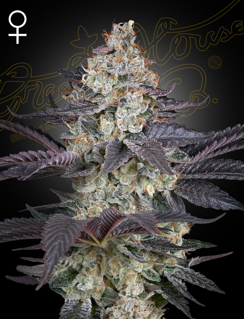 Ztrawberry - Cannabis-Samen von Greenhouse Seeds