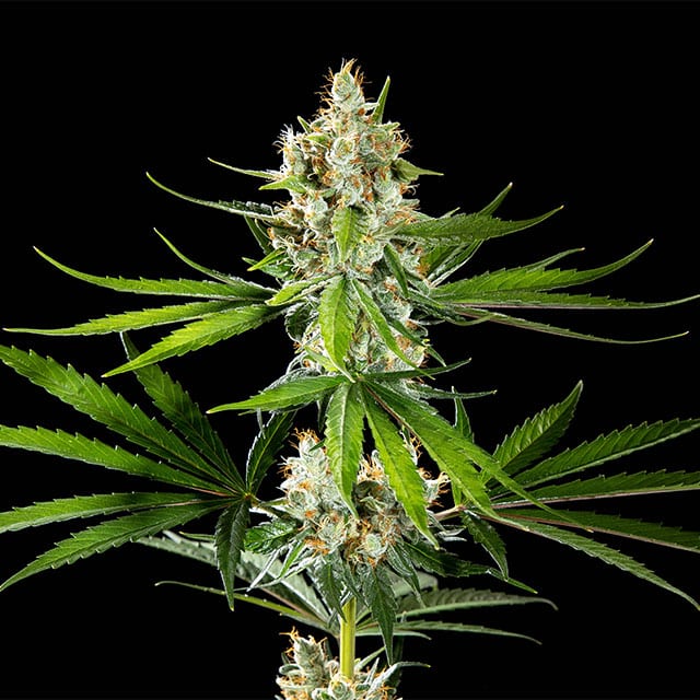Oreoz USA - Leaf and Soul Samen