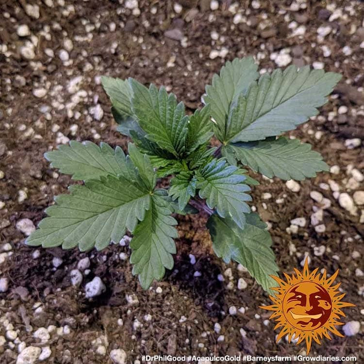 Acapulco Gold Strain - Bild 5 von 8