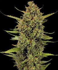 Acapulco Gold - Regular