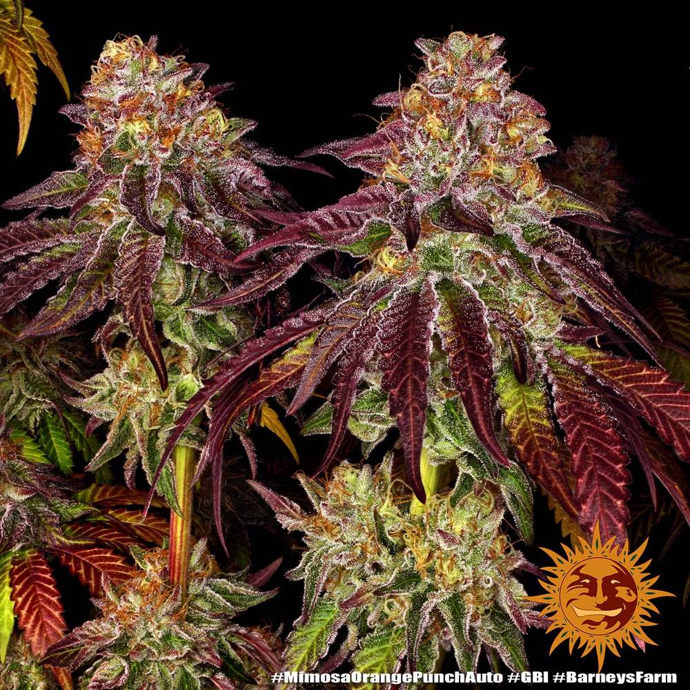 Mimosa x Orange Punch Auto - Leaf and Soul Samen