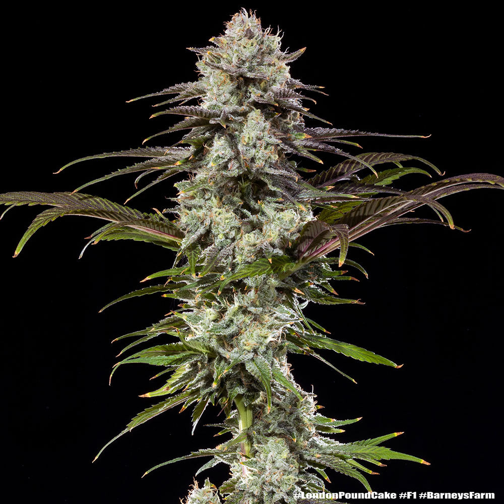 AK Cannabis Samen kaufen bei Leaf & Soul