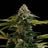 Amnesia Dream XL Auto