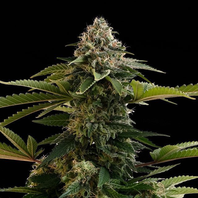 Amnesia Dream XL Auto - Bild 2 von 3