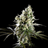 Amnesia Haze Go Fast
