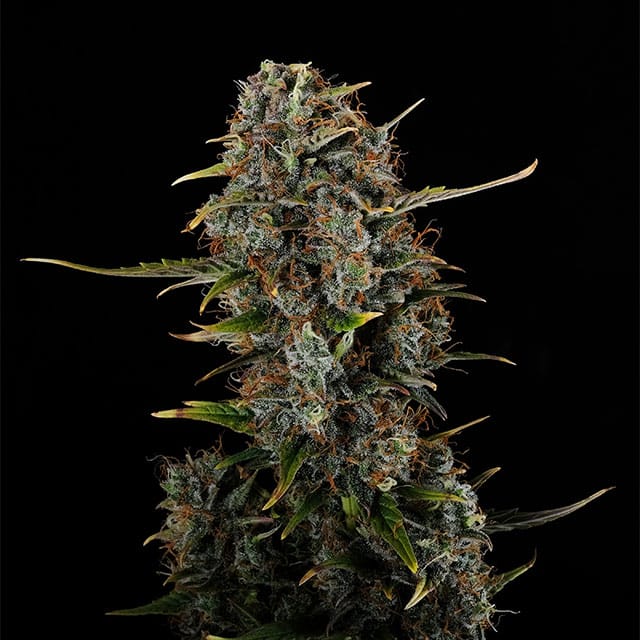 Amnesi-K Haze - Bild 3 von 3