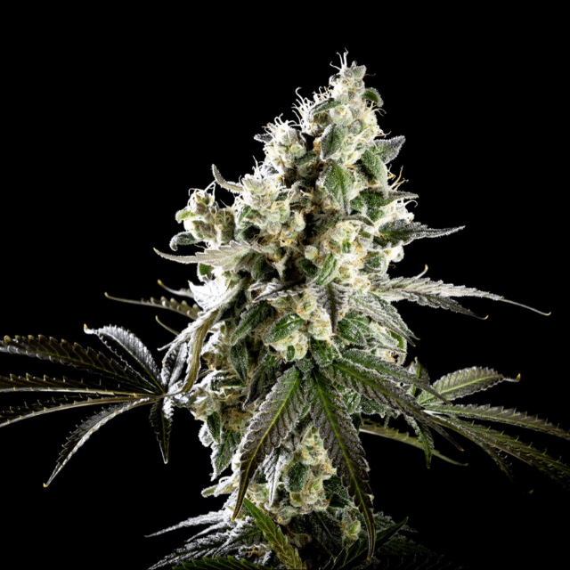 Amnesia Haze Go Fast - Bild 2 von 2