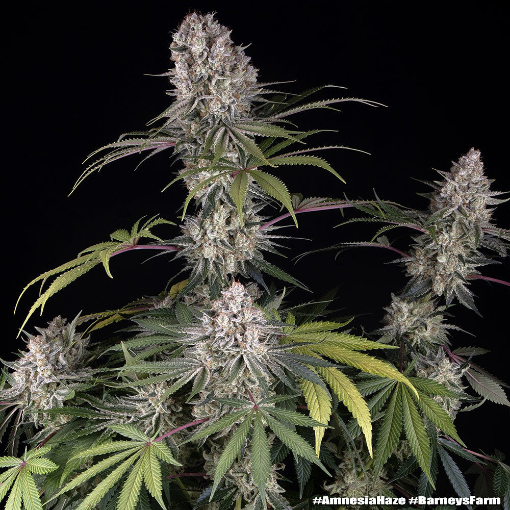 G13 Haze - Regular - Bild 6 von 6